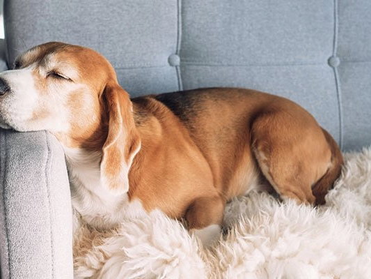Hund schläft auf grauem Stoffsofa