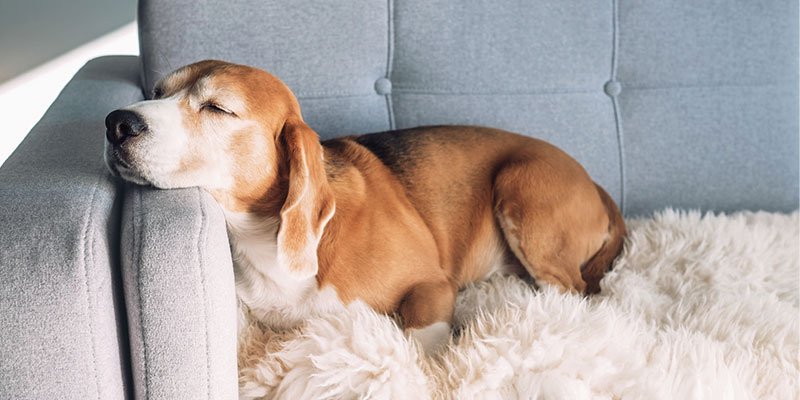 Hund schl&auml;ft auf grauem Stoffsofa