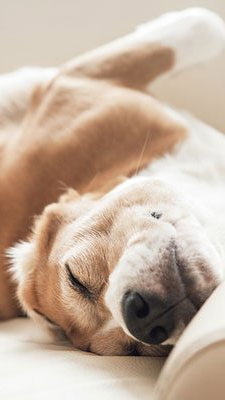 Hund schläft auf Stoffsofa