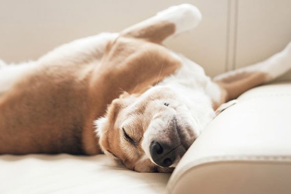 Hund schläft auf Stoffsofa