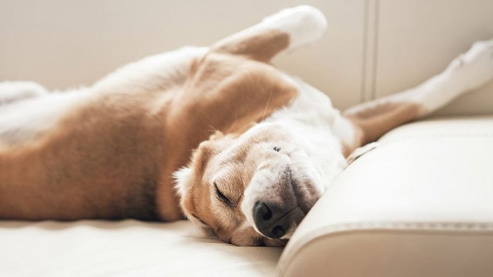 Hund schläft auf Stoffsofa