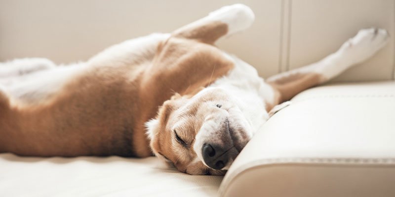 Hund schläft auf Stoffsofa