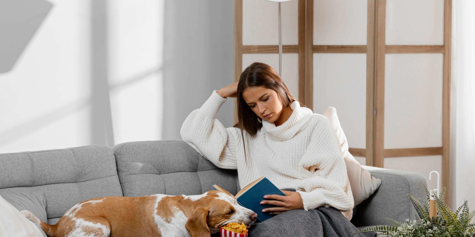 Katzenhaare, Hundehaare, Tierhaare von Sofa entfernen