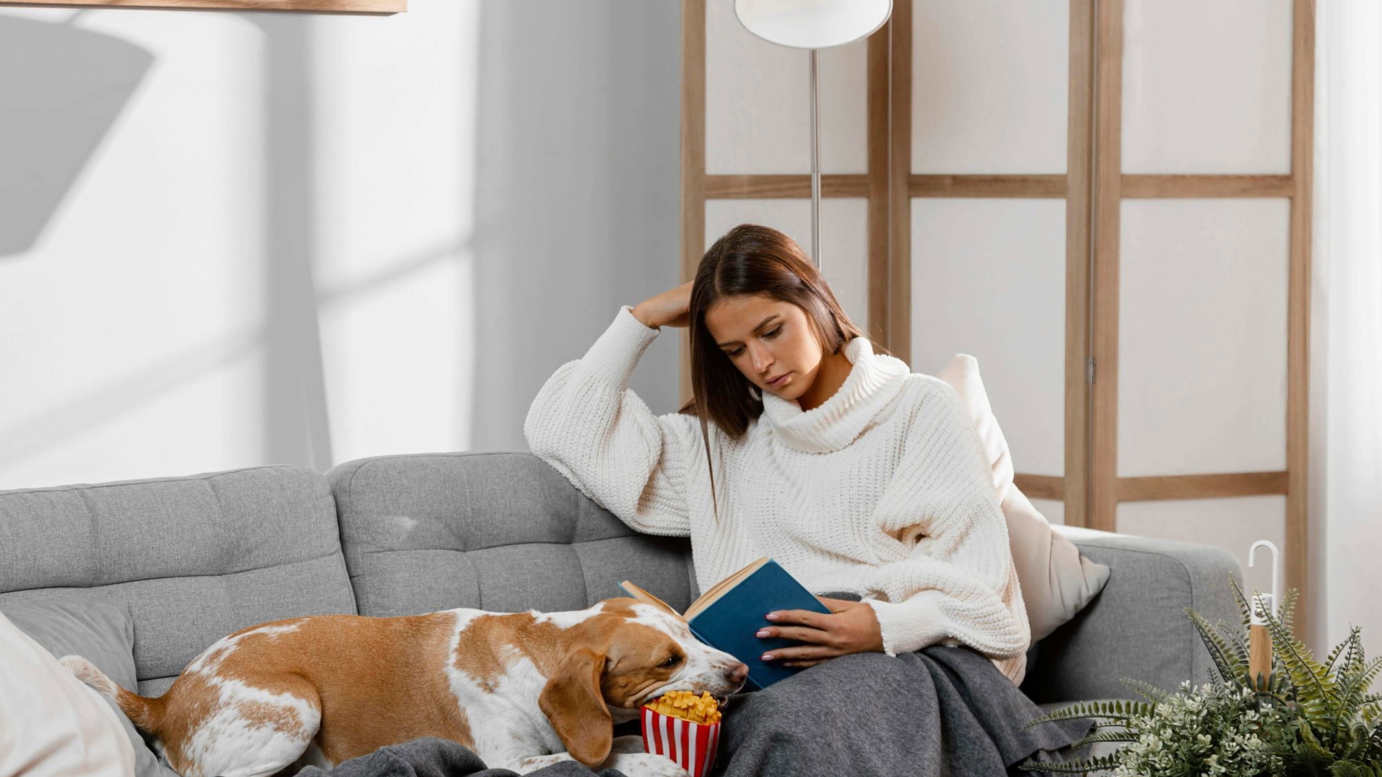 Katzenhaare, Hundehaare, Tierhaare von Sofa entfernen