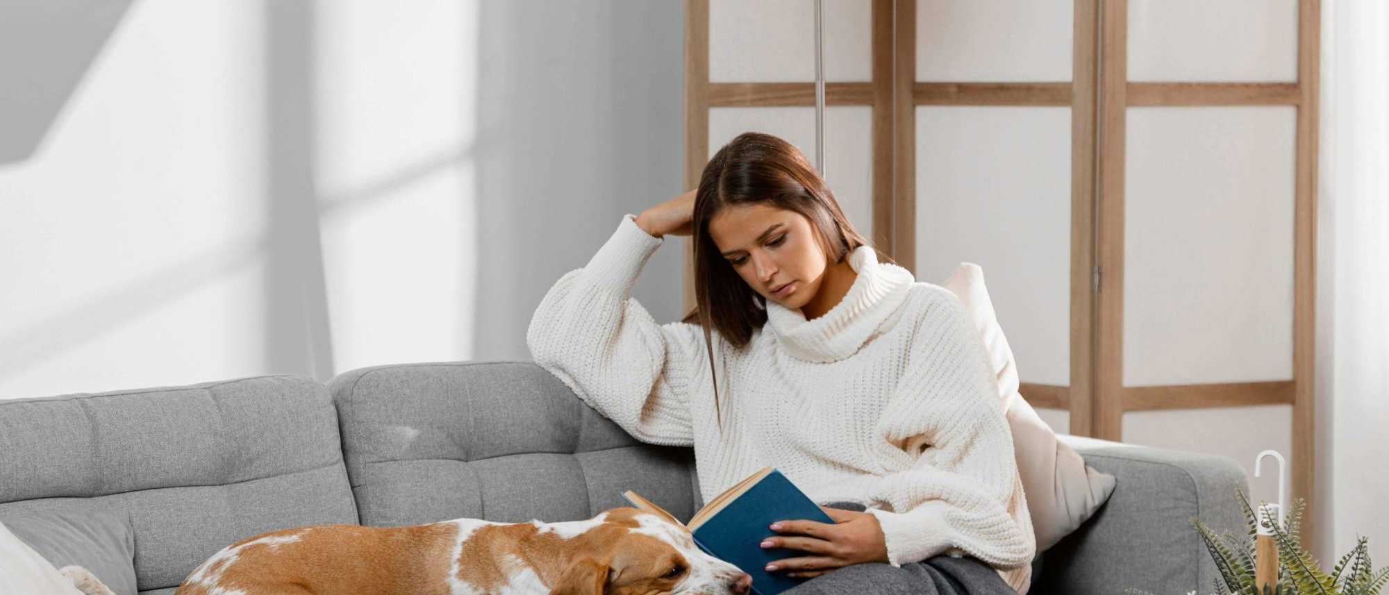 Katzenhaare, Hundehaare, Tierhaare von Sofa entfernen