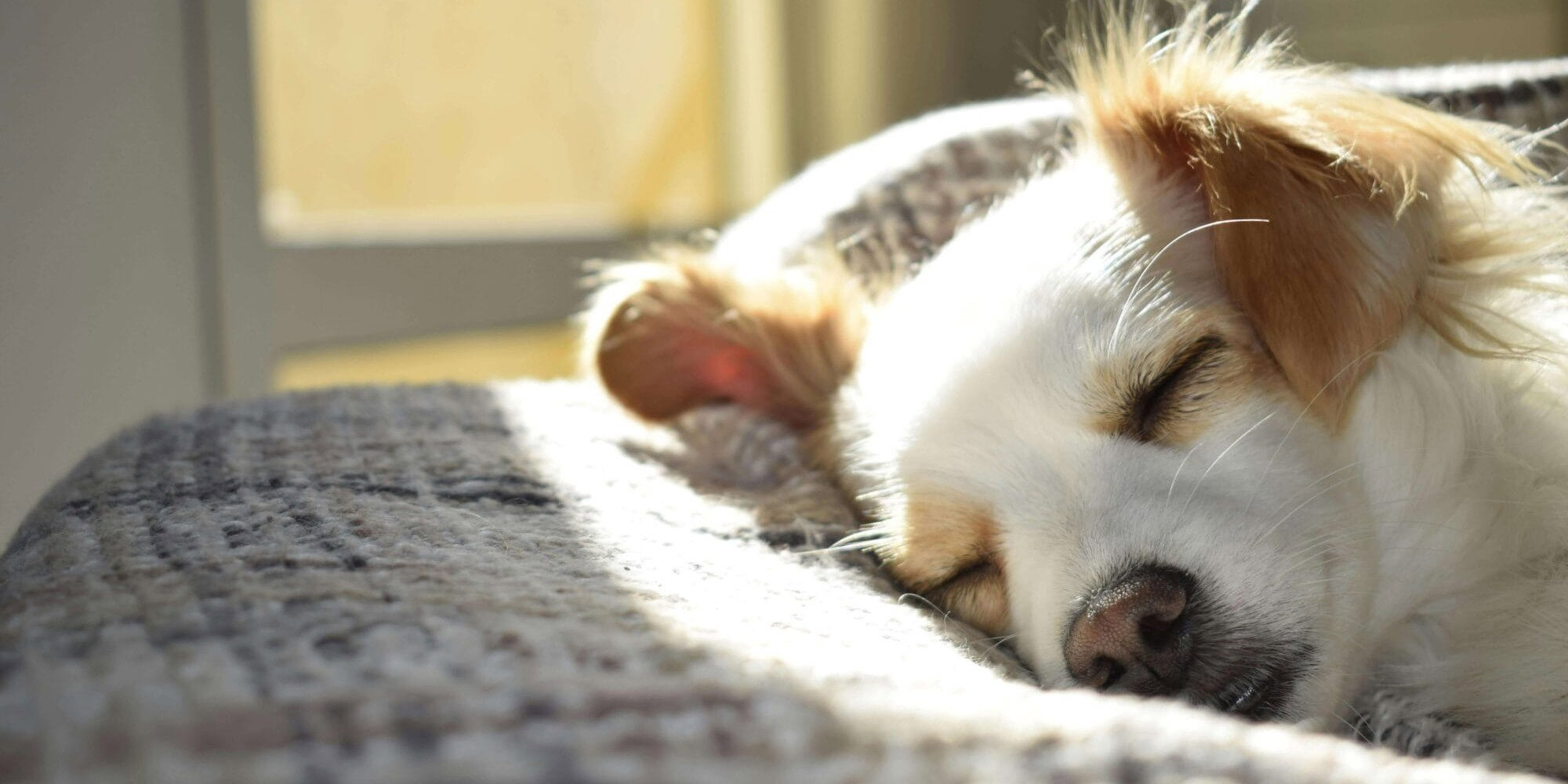 Schlafender Hund einer Couch in eingerichteter Wohnung