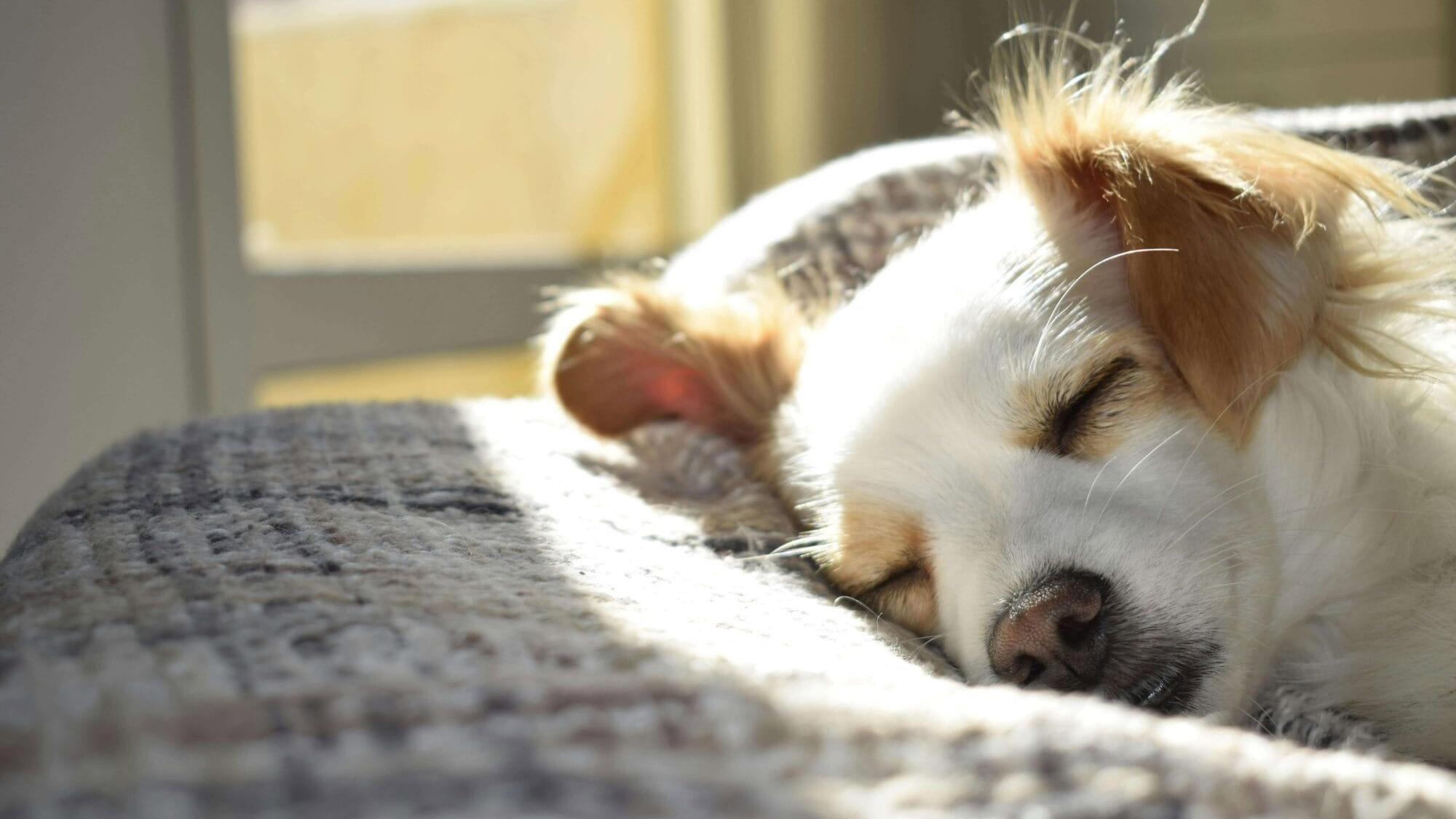 Schlafender Hund einer Couch in eingerichteter Wohnung