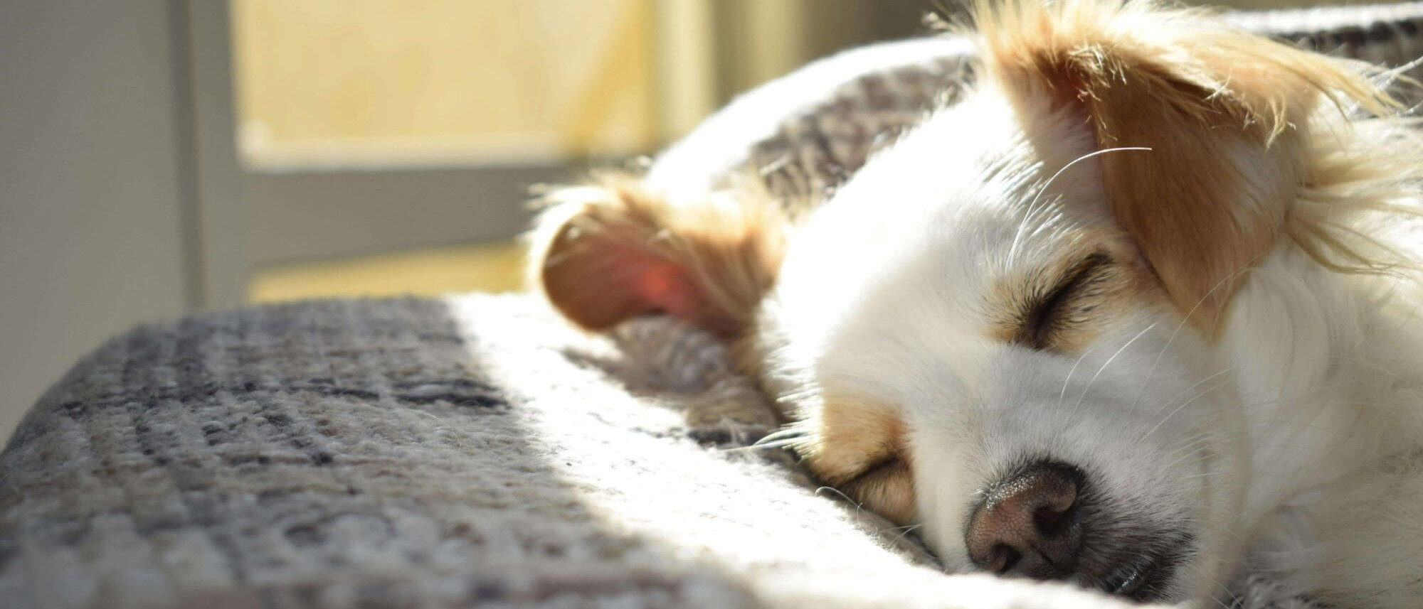 Schlafender Hund einer Couch in eingerichteter Wohnung