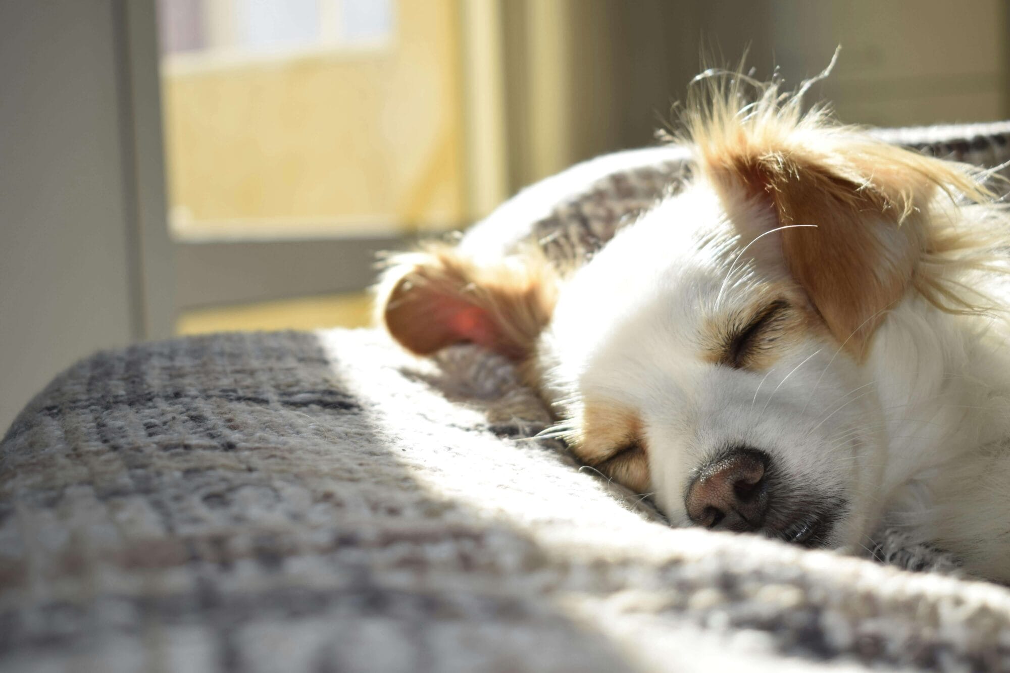 Schlafender Hund einer Couch in eingerichteter Wohnung