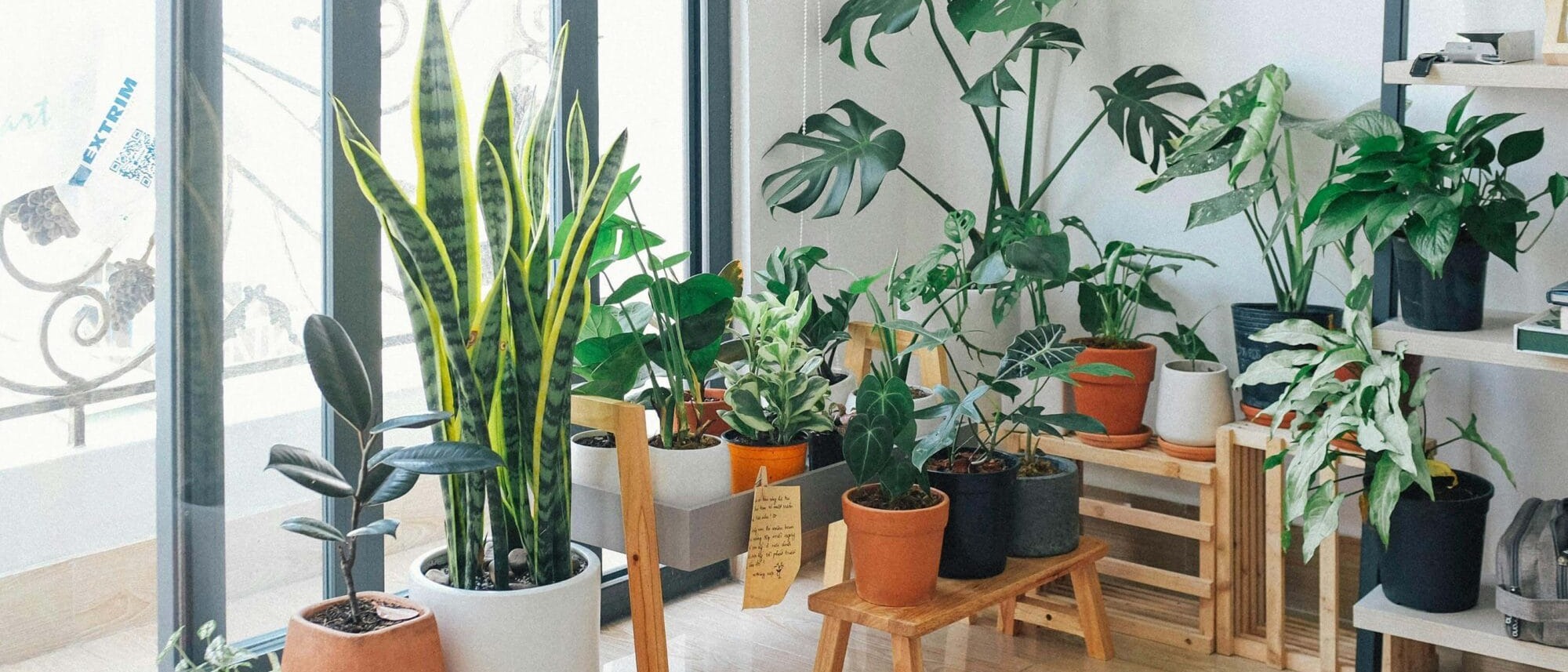 Trendfarbe Grün – Pflanzen machen es möglich