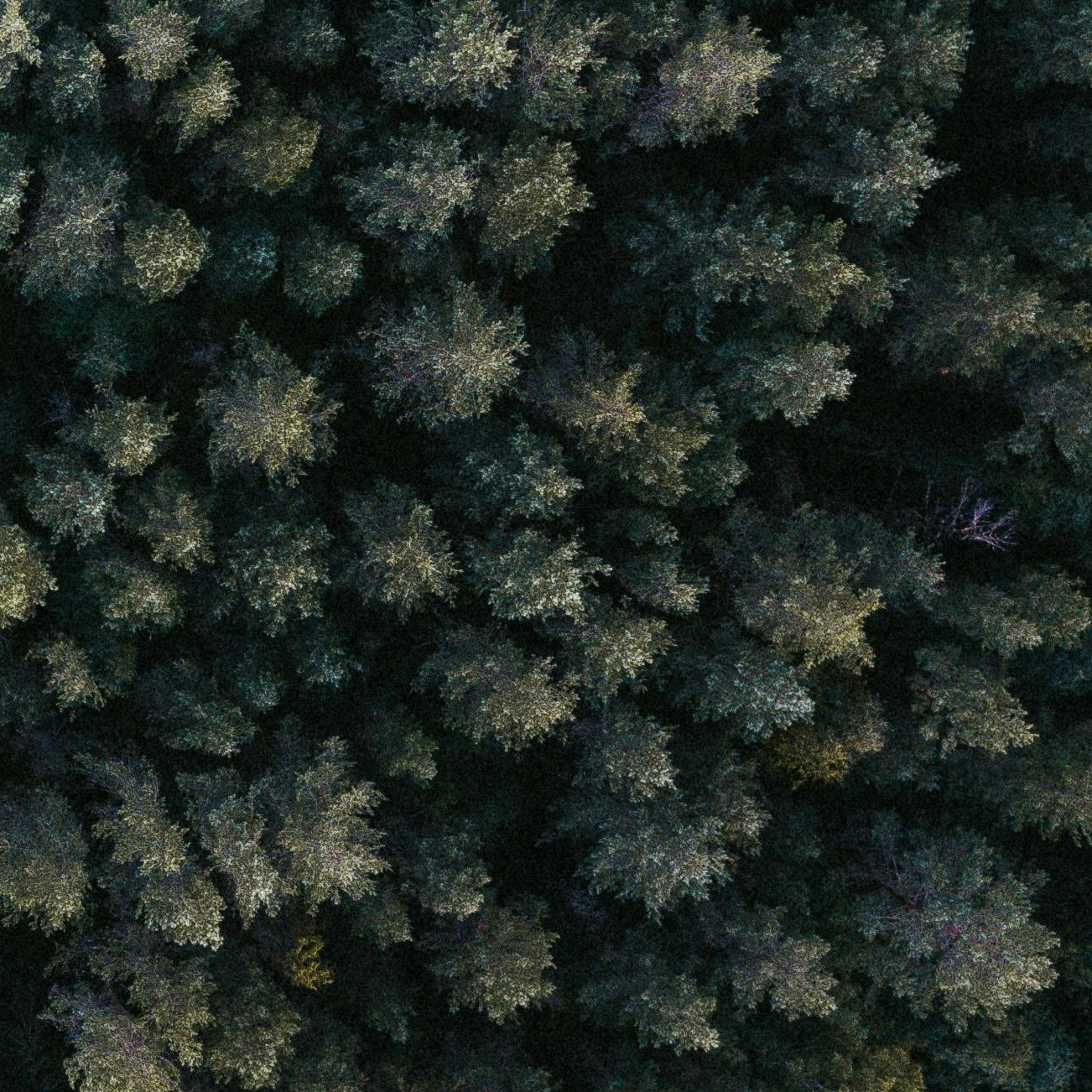 Waldgrün als Trendfarbe
