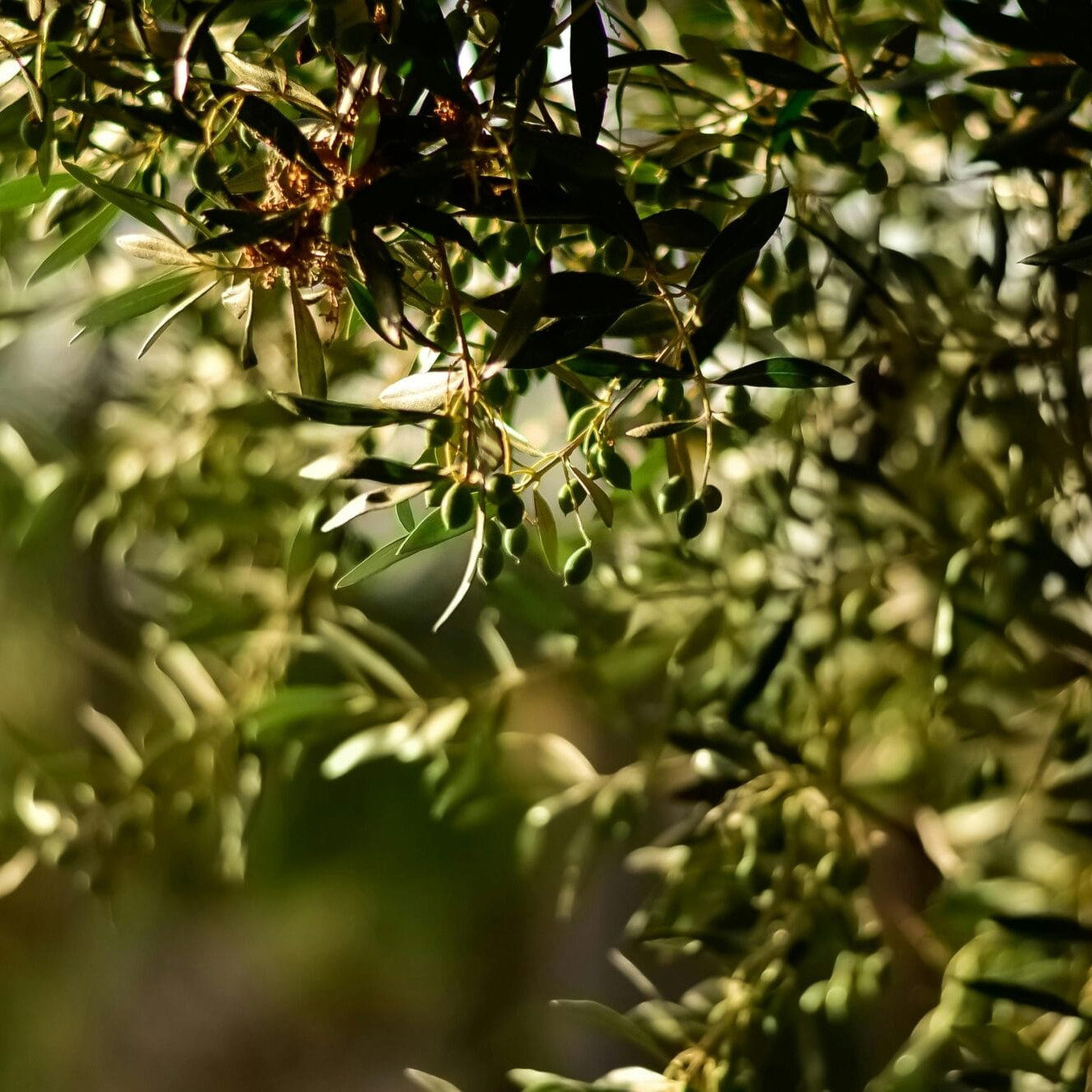 Olivegrün als Trendfarbe