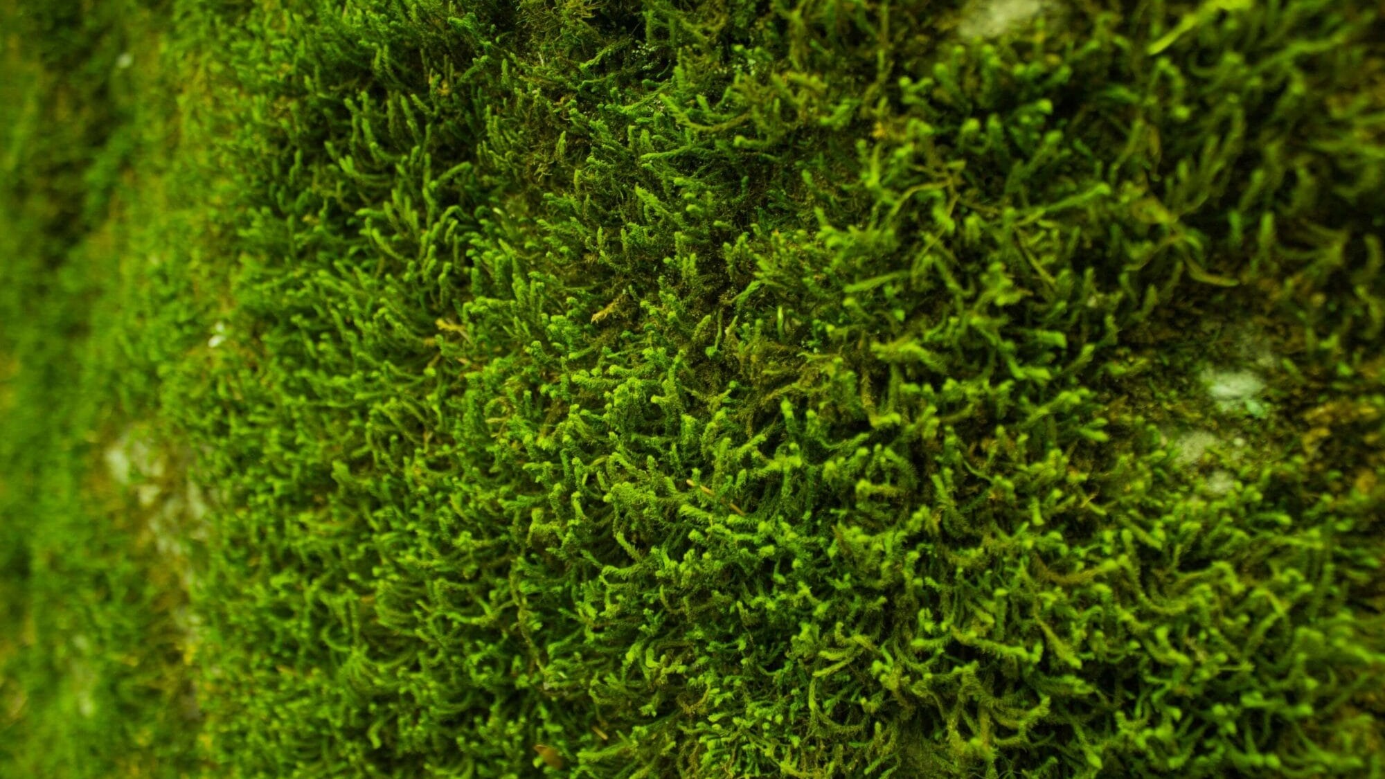Detailaufnahme von leuchtend grünem Moos – Symbol für natürliche Frische und belebende Farbgestaltung im Interior.