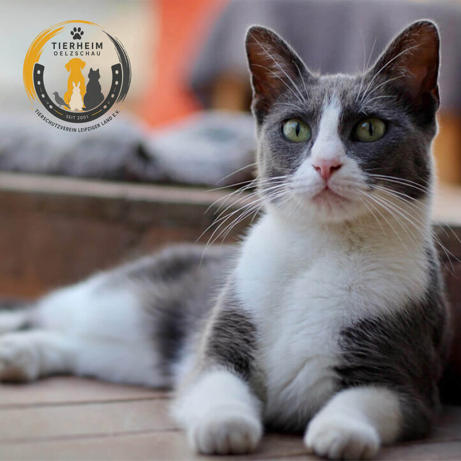 Katze in einem geschützten Zuhause – gemeinsam für ein schönes Zuhause.
