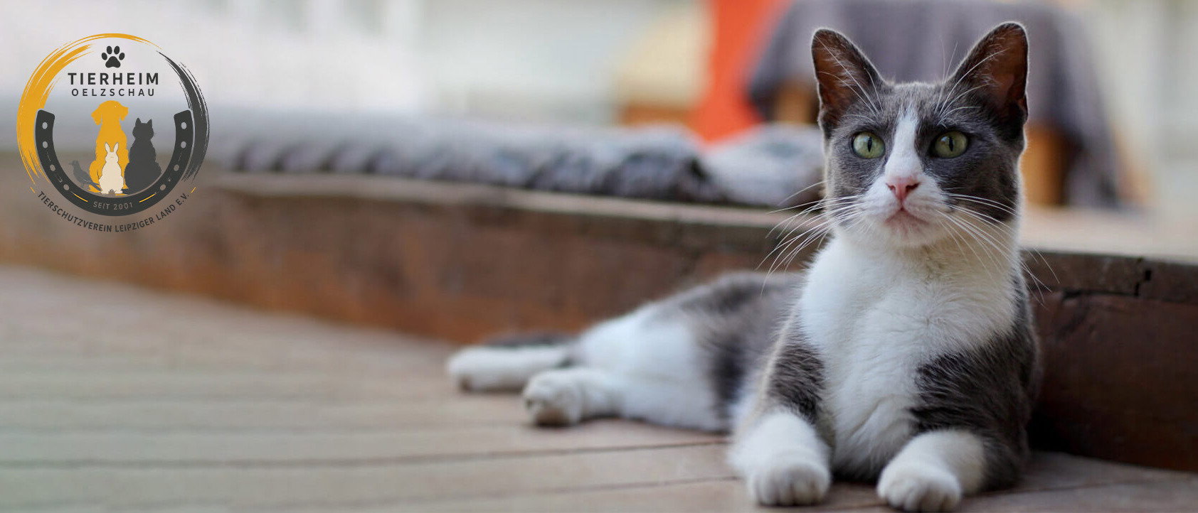 Katze in einem geschützten Zuhause – gemeinsam für ein schönes Zuhause.