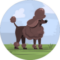S. R. Avatar